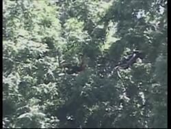 UPDATE Sheriff's deputies arrest Daryl Hannah at L.A.urban farm protest News Clip