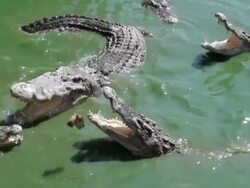 Crocodile eating fish Stock Footage
