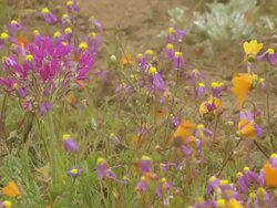 MS Shot of Various and colorful wild spring flowers of Namaqualand / Namaqualand, Northern Cape, South Africa Stock Footage