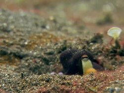 Veined octopus (Amphioctopus marginatus) excavating a burrow in sand. It changes its skin colour as it does so. Filmed in the Lembeh Strait, Sulawesi, Indonesia Stock Footage