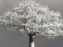 Cherry tree on hill with rays of light Stock Footage