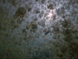 Jellyfish, Mastigias sp. look up through hundreds to surface. Jellyfish lake, Palau, Western Pacific Stock Footage