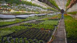 Farmer Spraying Insecticide On Plants Stock Footage