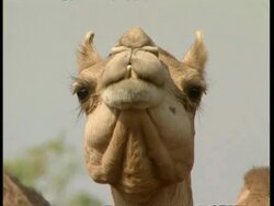 CU low angle view of camel chewing the cud Stock Footage