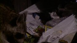 A raccoon eats trash from an opened trash bag. Stock Footage