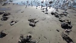 Public beach full of garbage and birds Stock Footage