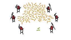 Poop Transplants! Instructional Video