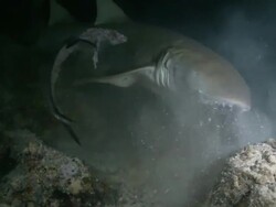 Tawny Nurse Shark (Nebrius ferrugineus) approaches fish carcass, bites and tears off hunk of flesh, Vaavu Atoll, The Maldives Stock Footage