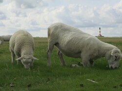 MS Shot of sheep's eating on salt meadow, North Sea North Frisia / Westerhever / Westerhever, Schleswig Holstein, Germany Stock Footage
