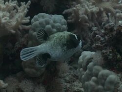 Puffer Fish Stock Footage