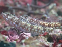 Pair of Variegated Lizardfish (Synodus variegatus), profile, side view, Monad Shoa, Malapascua, Philippines Stock Footage