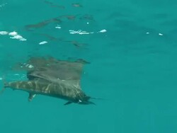 MS TS Shot of sailfish on fishing line under water / Iztapa, Guatemala Stock Footage