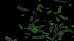 Salmonella Bacteria Stock Footage