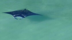 In clear Hawaiian waters, a single Reef Manta Ray (Manta alfredi) floats tranquilly. Stock Footage