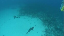 A diver rides a motorized vehicle near reef sharks in the ocean. Stock Footage