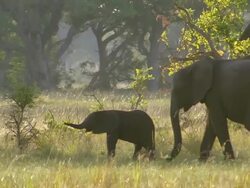 WS View of Mixed elephant herd walking in open dry grass / Okavango Delta, North West District, Botswana Stock Footage