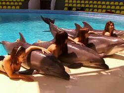 Girls and Dolphins Stock Footage