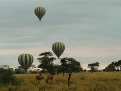 Balloon floating in blue sky above green savana and hartebeest (Alcelaphus buselaphus) Stock Footage