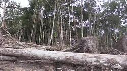 CLEAN : 24 arrested in Colombia Brazil operation against illegal mining News Clip