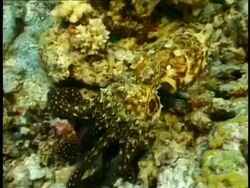MCU Octopus trying to hide in coral, changing colour to blend in with surroundings Stock Footage