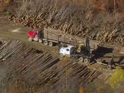WS ARIEAL TS View of Bulldozer loading logs in truck / Maine, United States Stock Footage
