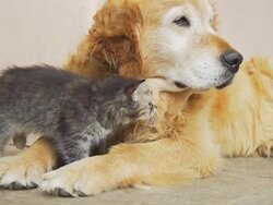 HD SUPER SLOW-MO: Kitten Cuddling With A Dog Stock Footage
