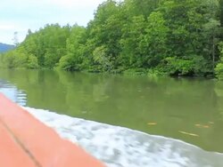 View Mangrove Forest Stock Footage