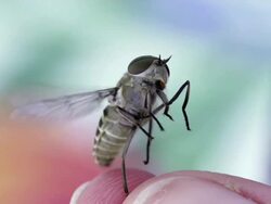 SLOW MOTION: Trapped Fly Stock Footage