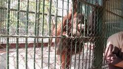 Zoo animals effected by Egypt's tourism woes News Clip