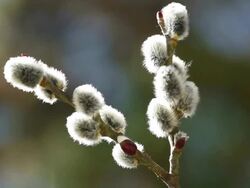 Pussy Willow Stock Footage