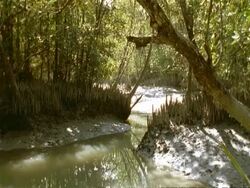 WA Sunlit Mangrove swamp forest, Sunderbans, India Stock Footage