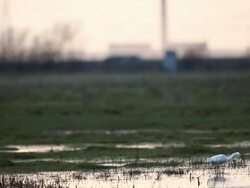 Bird Life At Elmley Marshes Stock Footage