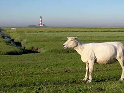 MS Shot of sheep's standing on grass field near Westerhever lighthouse, North Frisian Wadden Sea / Westerhever, Schleswig Holstein, Germany Stock Footage