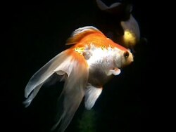 Gold Fish Swimming on Black Background Stock Footage