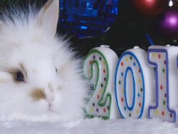 Rabbit 2011 Stock Footage