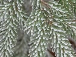 MS Hoarfrost on leaves / Kastel, Rhineland-Palatinate, Germany  Stock Footage