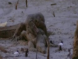 MS 2 Water Monitor Lizards fighting, 1 on top of other biting neck, India Stock Footage