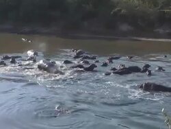hippopotamus Stock Footage