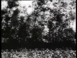 B/W 1960's wide shot of fire seen thru trees / Vietna / SOUND Stock Footage
