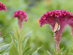 Butterfly feeding on a cockscomb flower Stock Footage