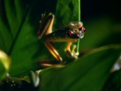 Red-eyed Tree Frog, MCU frog on leaf, looks at camera.  Panama. Stock Footage