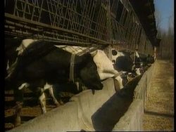 Ukraine - Three calves cloned from same embryo News Clip