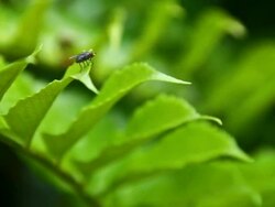 Fly on a Fern Stock Footage
