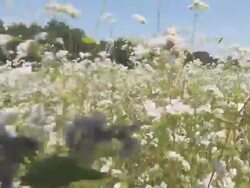 HD: Beautiful Woman Gathering Flowers Stock Footage