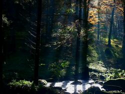 HD Autumn Forest with Creek (loopable) Stock Footage