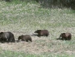 MS TS Shot of grizzly sow with three cubs walking in meadow / Tetons, Wyoming, United States Stock Footage