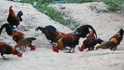 HD : Chickens Eating Food Stock Footage