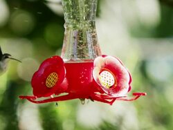 High speed shot of a hummingbird at a feeder slow motion Stock Footage