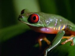 Red-eyed Tree Frog, BCU frog on leaf, facing left.  Panama. Stock Footage