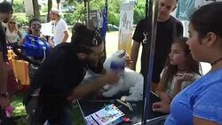 CLEAN : Massages for pups as Tel Aviv celebrates Dog Day News Clip